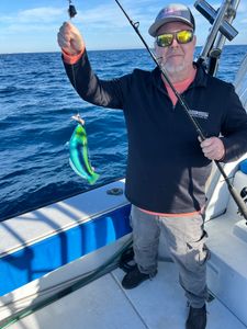 Green Wrasse