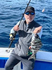 Porgy
