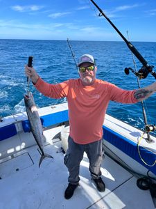 King Mackerel