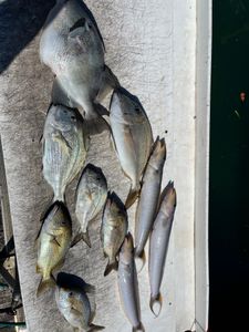 Dinner
