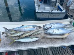 Mixed catch of rainbow runner, king mackerel, little tunny, and white grunt on fishing boat dock in Riviera Beach FL