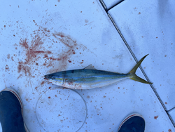 A stunning Rainbow Runner reeled in off the coast of West Palm Beach, FL using a variety of fishing techniques.