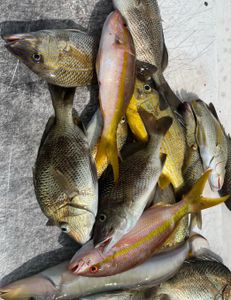 Four white grunt fish caught in Riviera Beach