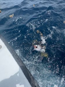 Swordfish caught on fishing line next to boat in Riviera Beach FL waters