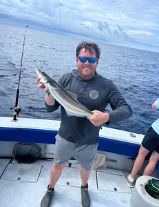 Cobia fish caught in West Palm Beach