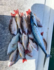 Six Mexican Mojarra fish in West Palm Beach