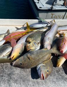 Four white grunt fish caught on a fishing tour in FL