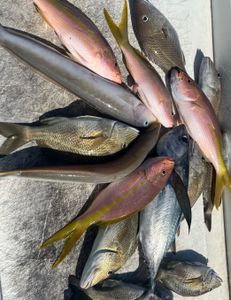 8 white grunt fish in the waters of Riviera Beach