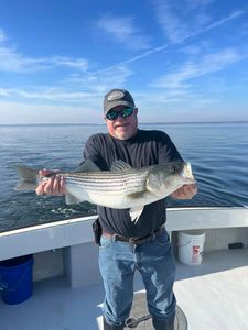 Reel in Trophy Stripers