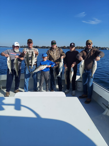 5 striped bass caught while fishing in MD