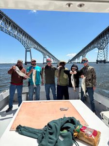 Three striped bass caught while fishing in Maryland