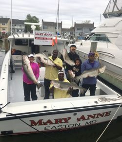 5 striped bass caught while fishing in MD