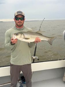 Striped bass caught while fishing in MD