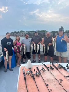 Striped bass caught in Oxford, 3 fish