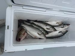 Two striped bass caught while fishing in MD