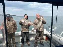 Heavy Lake Ontario lake trout