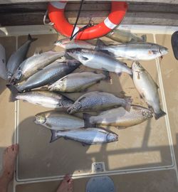 11 sea trout and rainbow trout fish caught in Mexico
