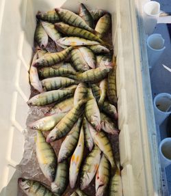 8 freshwater fish caught while fishing in Ohio