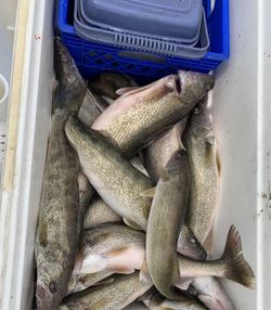 5 fish caught during a lakeside fishing trip in Marblehead
