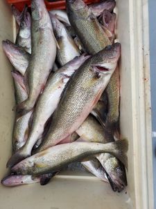 Four sauger fish caught in OH