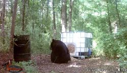 Hunting in NC