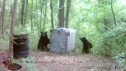 Trail Camera on the bear! 