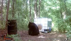 These bear have it easy!  North Carolina Bear