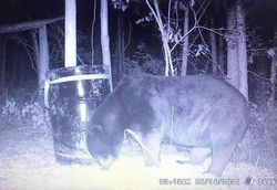 Trail Camera gets the bear at all hours