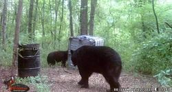 Whole family of bear visiting the food bin.