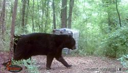 Big Black Bear in North Carolina