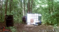 Bears love peanuts! 