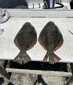 Flounder fishing near Tuckerton, NJ today!
