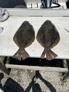 Two southern flounder and summer flounder in Tuckerton