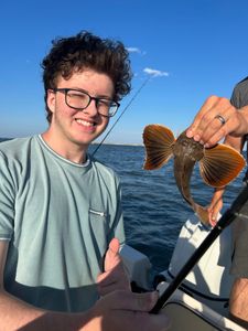 A striped searobin fish caught in Tuckerton