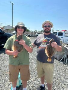A single summer flounder fish caught in Tuckerton