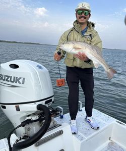 Bold bite! Solid red drum landed.