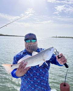 Hooking Redfish in Texas