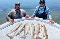 Catch of the day: 5 redfish caught in TX