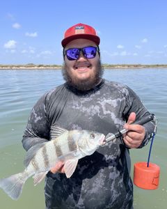 A lone black drum fish caught in TX