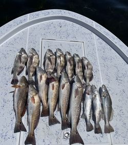 A group of 12 black drum and redfish caught in the waters off South Padre Island