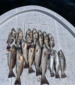 Reels Of The Day In Texas Waters