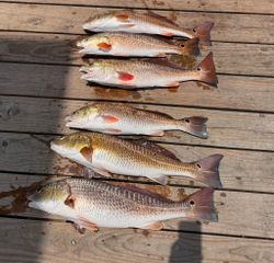Five redfish caught in TX