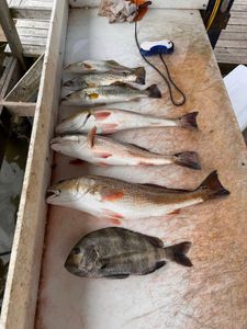 Sheepshead and Spotted Weakfish caught at South Padre Island
