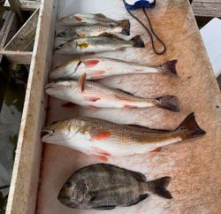 Six sheepshead and spotted weakfish caught while fishing at South Padre Island