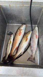 Three redfish and spotted weakfish caught at South Padre Island