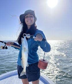 Spotted Weakfish, 17 inches long, caught while fishing in TX