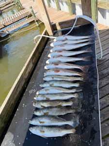 7 spotted weakfish caught while fishing in TX