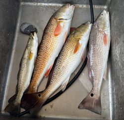 Three redfish and spotted weakfish caught while fishing in TX