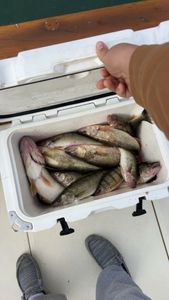 Trophy walleye are calling your name! 