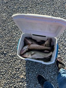 Catch the Walleye adventure of a lifetime! 